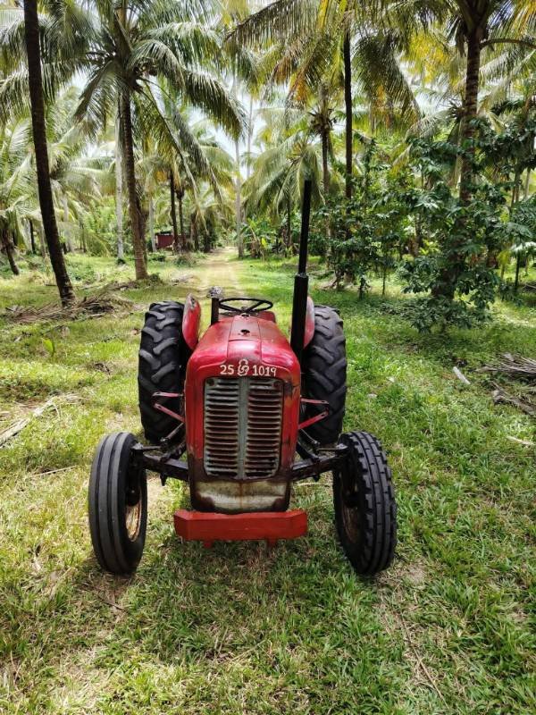 Massey ferguson for sale